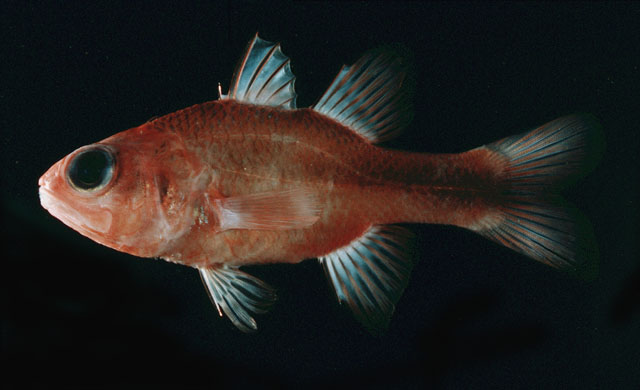 (Apogon Lacepède, 1801) Род Апогоны, Кардиналы, Рыбыкардиналы, Genus